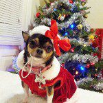 mya santa chihuahua