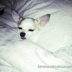 utley sleeping chihuahua