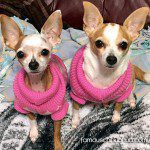 peanut punky chihuahuas