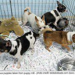 puppymill chihuahuas