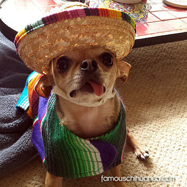 Chihuahua in hot sale sombrero