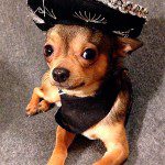 peso sombrero chihuahua