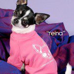 reina model famous chihuahua