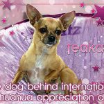 teaka dog behind international chihuahua appreciation day