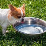 chihuahua drinking water