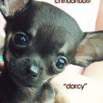 darcy worlds cutest chihuahua