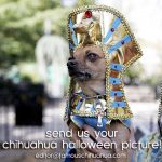 chihuahua pharaoh1