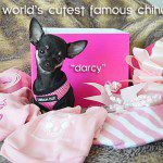 darcy 2015 cutest chihuahua