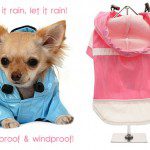 raincoats chihuahuas