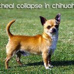chi tracheal collapse