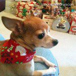 gidget christmas chihuahau1