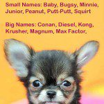 cute and funny chihuahua names
