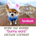 bunny ears contest