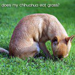 chihuahua eating grass