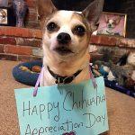 rocco chihuahua appreciation day