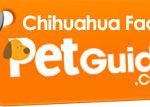 chihuahua facts petguide