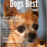 dogsbestfriendmagazine june2016