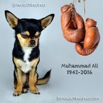 muhammad ali chihuahua