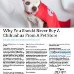 harley petstore article