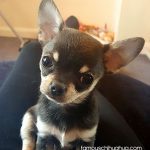 romeo famous chihuahua