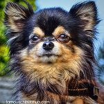 frankenstein famous chihuahua