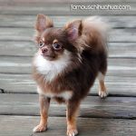 taz famous chihuahua