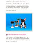 chihuahua breed standards book