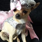 lilly famous chihuahua