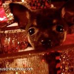 bitsy christmas chihuahua