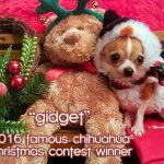 gidget christmas fcwinner