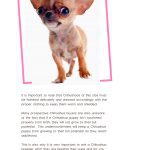 teacup chihuahua book 1