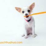 chihuahua holding toothbrush