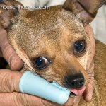 finger toothbrush chihuahua