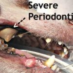 chihuahua periodontitis