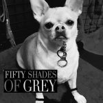 50shades chihuahua grey