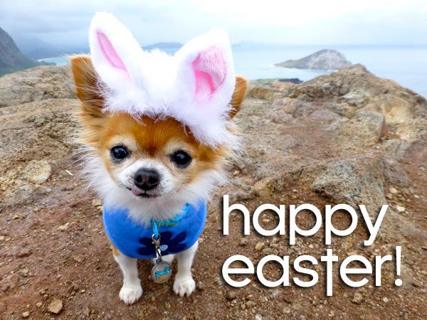 happy easter chihuahua