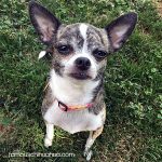 zooey famous chihuahua
