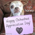 harley chihuahua appreciation day