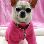 teekee famous chihuahua