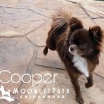 cooper famous chihuahua