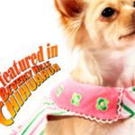 beverly hill chihuahua
