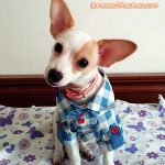 ace famous chihuahua