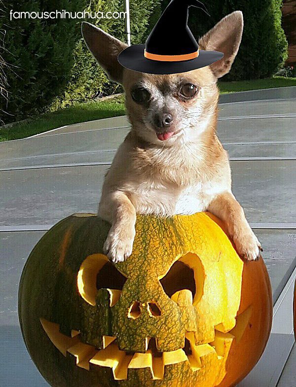 chihuahua in a pumpkin