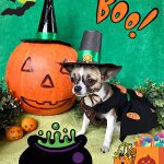 lola halloween chihuahua