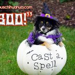 zoey halloween chihuahuawitch