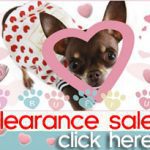 clearance sale chihuahua clothes