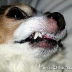 chihuahua beautiful teeth