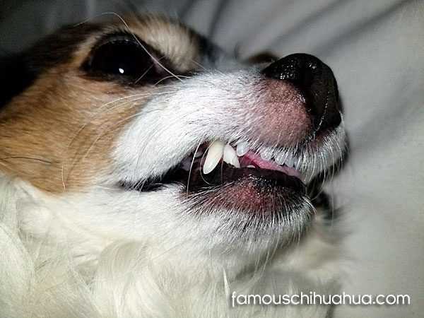 chihuahua beautiful teeth