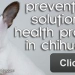 chihuahua health problems banner