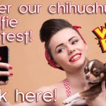 chihuahua selfie contest banner